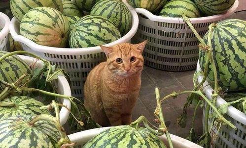 娱乐吃瓜酱玉麒麟